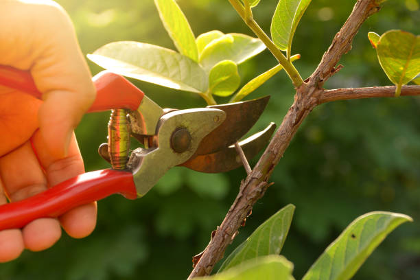 How Our Tree Care Process Works  in  Fairmead, CA